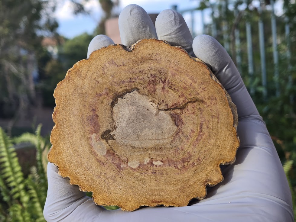 Petrified Wood Stone Decorative Crystal Slice (M07)