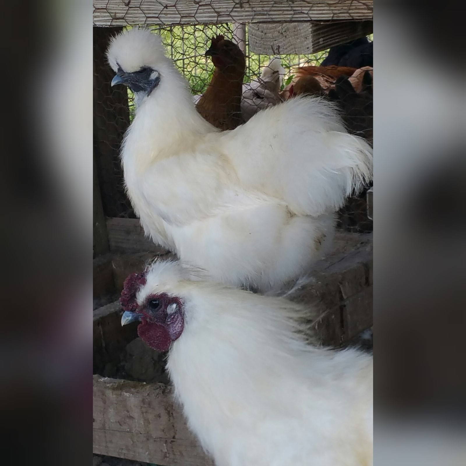 8 PURE WHITE SILKIE FERTILE HATCHING CHICKEN EGGS **Free UPS Ground Shipping