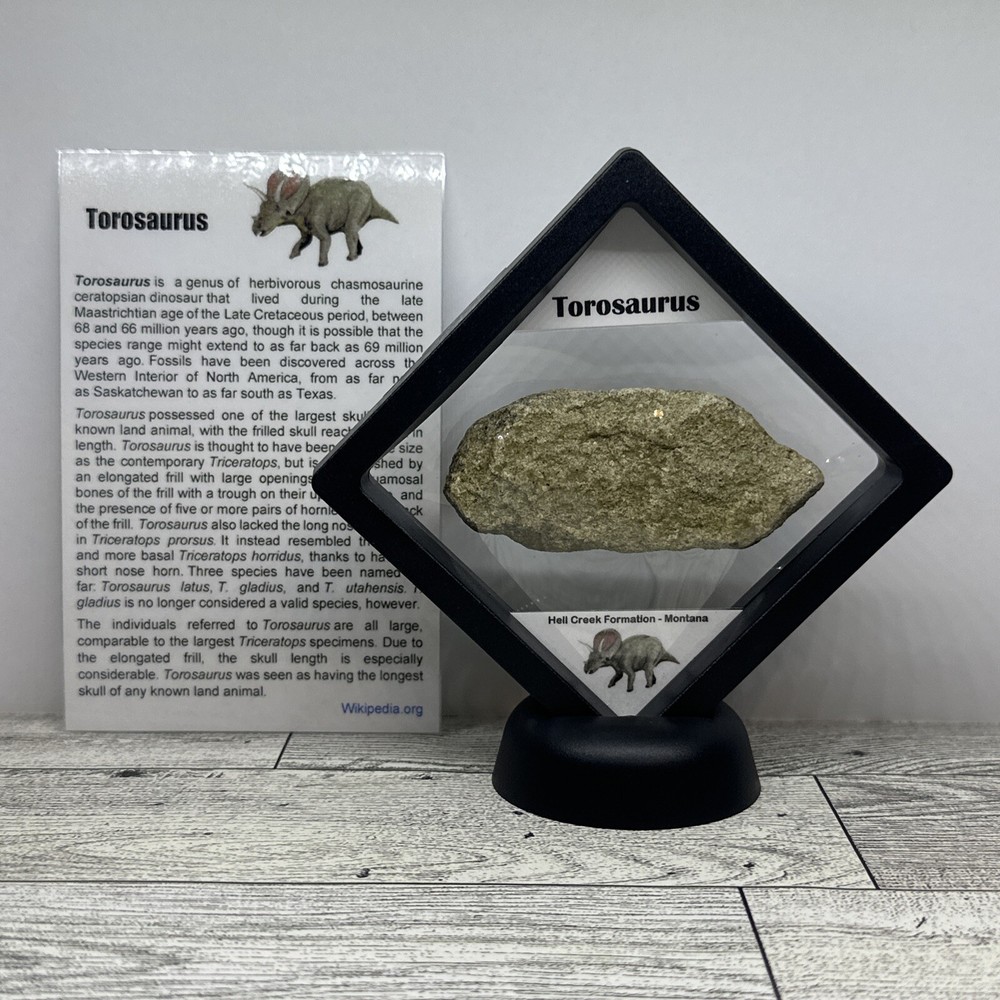 Torosaurus Extinct Ceratopsian Dinosaur Bone Fossil in Display Case