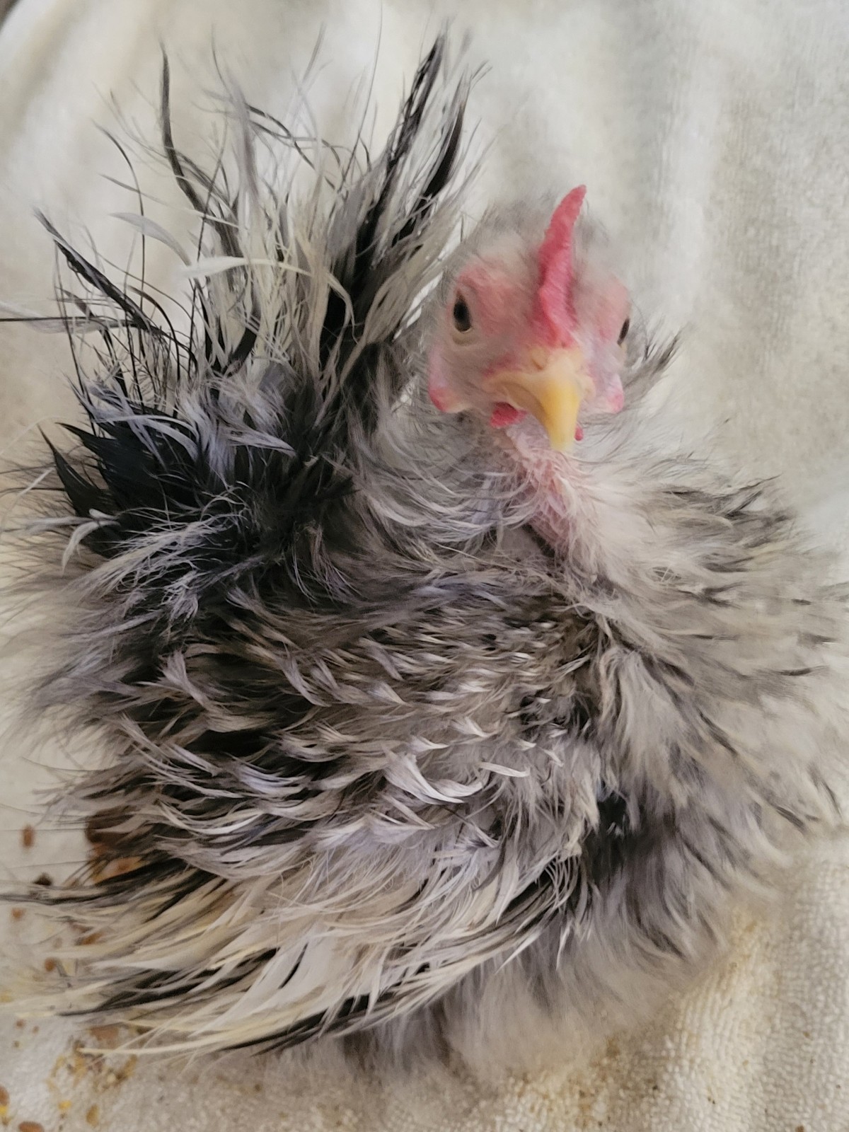 12+Ex NPIP AI CLEAN Pure Serama Micro To B Hatching Eggs MALAYSIAN & TRADITIONAL