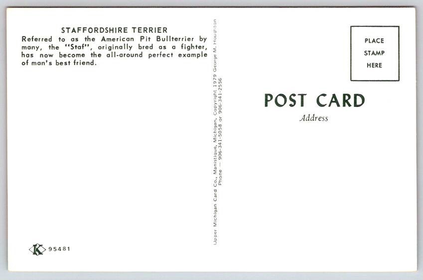 American Pit Bull Dog Terrier Postcard