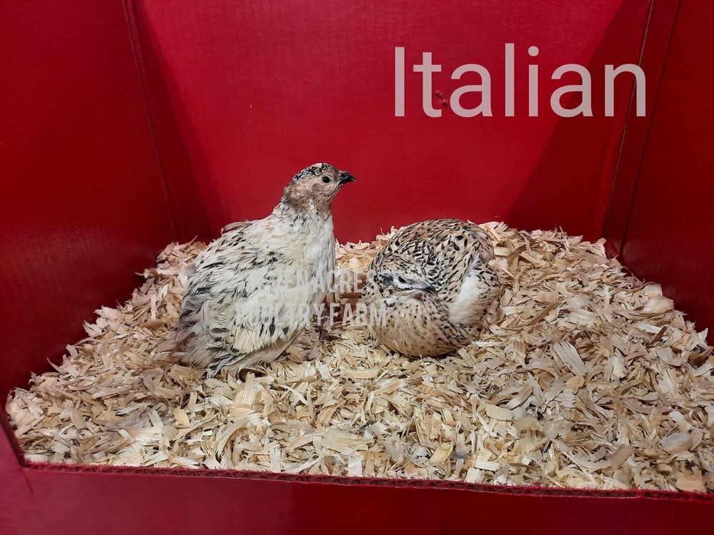 Coturnix Fertile Quail Eggs Hatching 12 Count