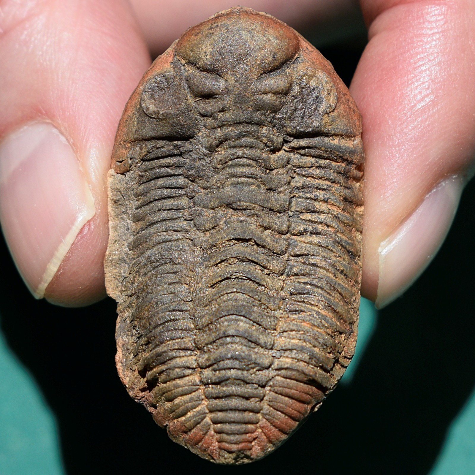 Trilobite: Cryphaeus australis - Bolivia devonian trilobite fossil