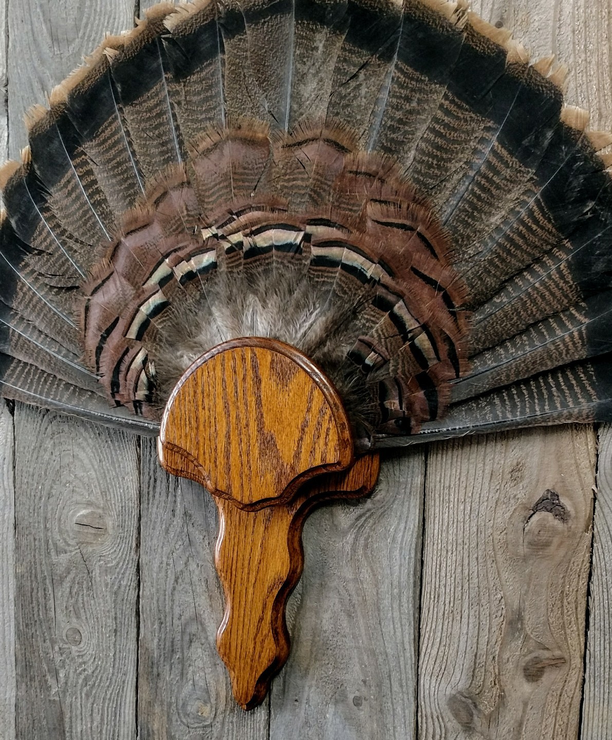 OAK TURKEY TAIL FAN PANEL TROPHY PLAQUE TAXIDERMY DISPLAY