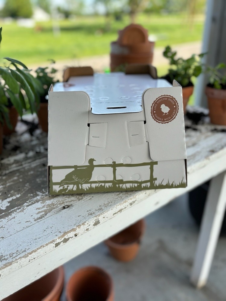 (10 Pack) 25 Chick Shipping Box, USA Made