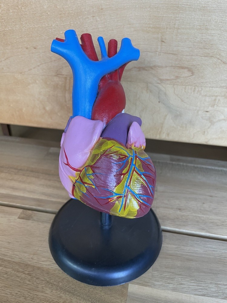 Anatomical Chart Co. Life Size Heart Model 2 Part 1996