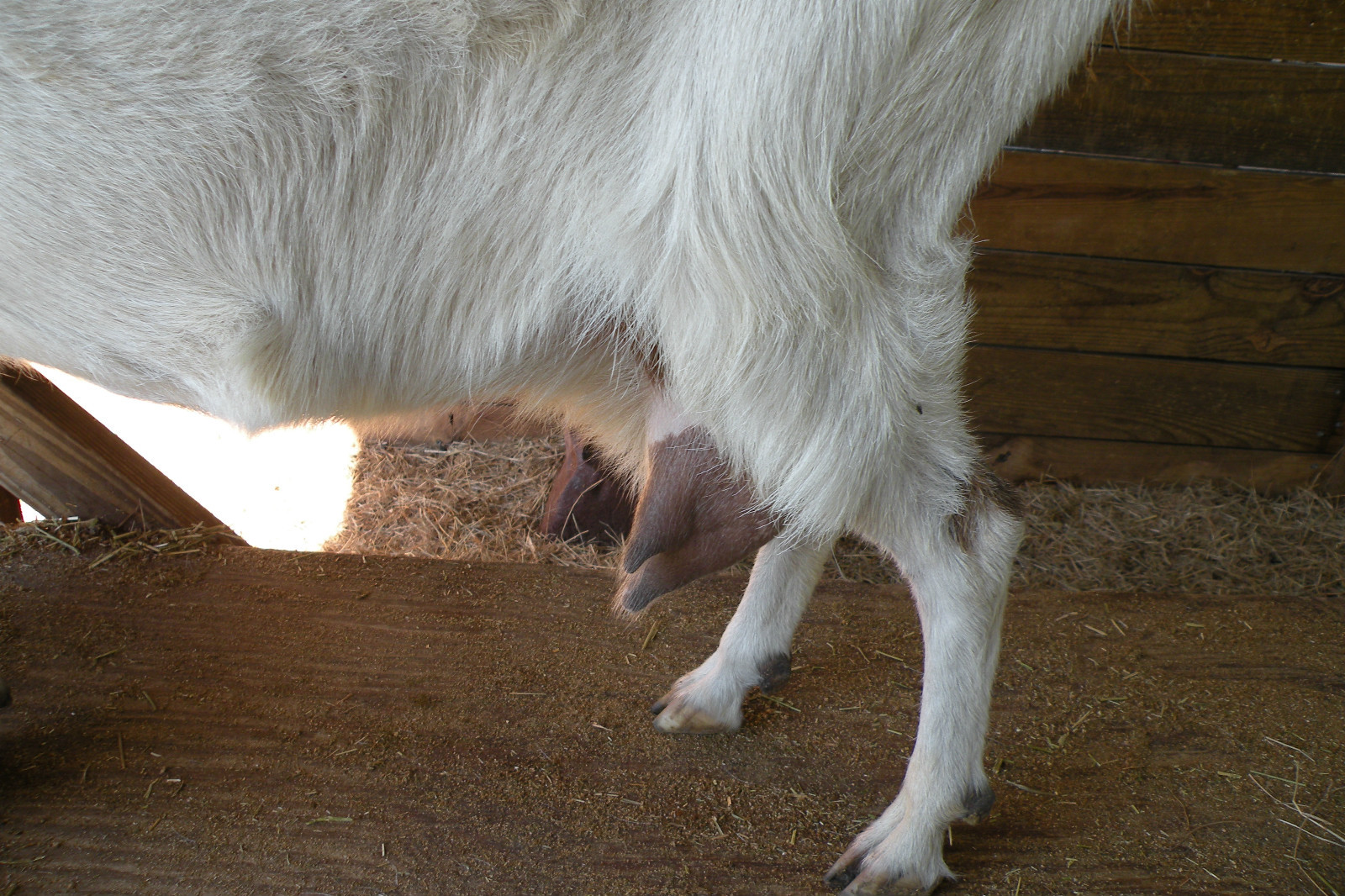 Dansha Farms™ Vacuum Goat and Sheep Milker Hand Milking Machine 1/2 Gal 1 teat