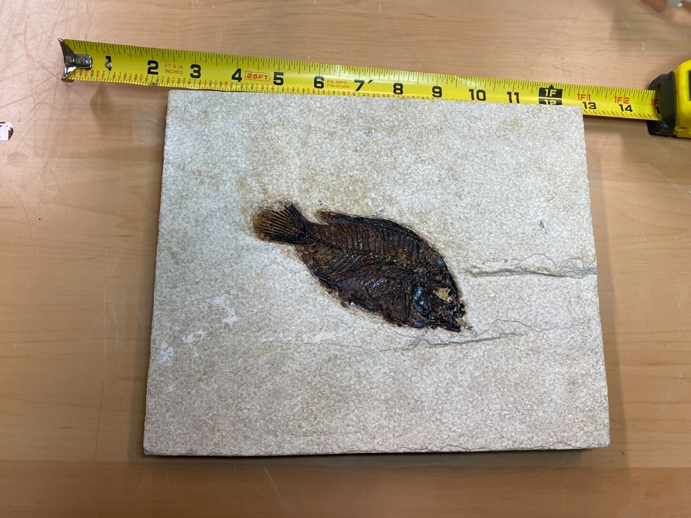 5 inch Priscacara from the 18" layer with bite on tail.  