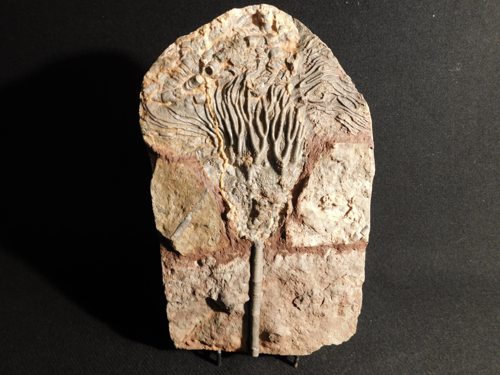wOw! BIG! 430 Million Year Old! CRINOID Fossil or Sea LILY Fossil Morocco 1144gr