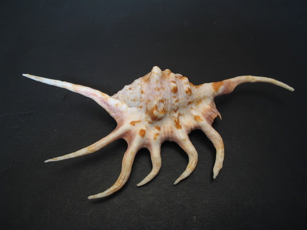 Outstanding...LAMBIS CROCATA~127.7mm/Gem~Madagascar SEASHELL