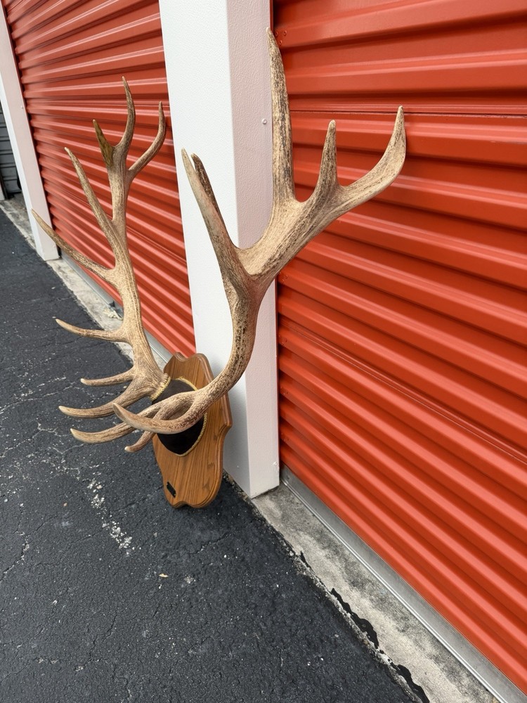 Red Stag Trophy Mount
