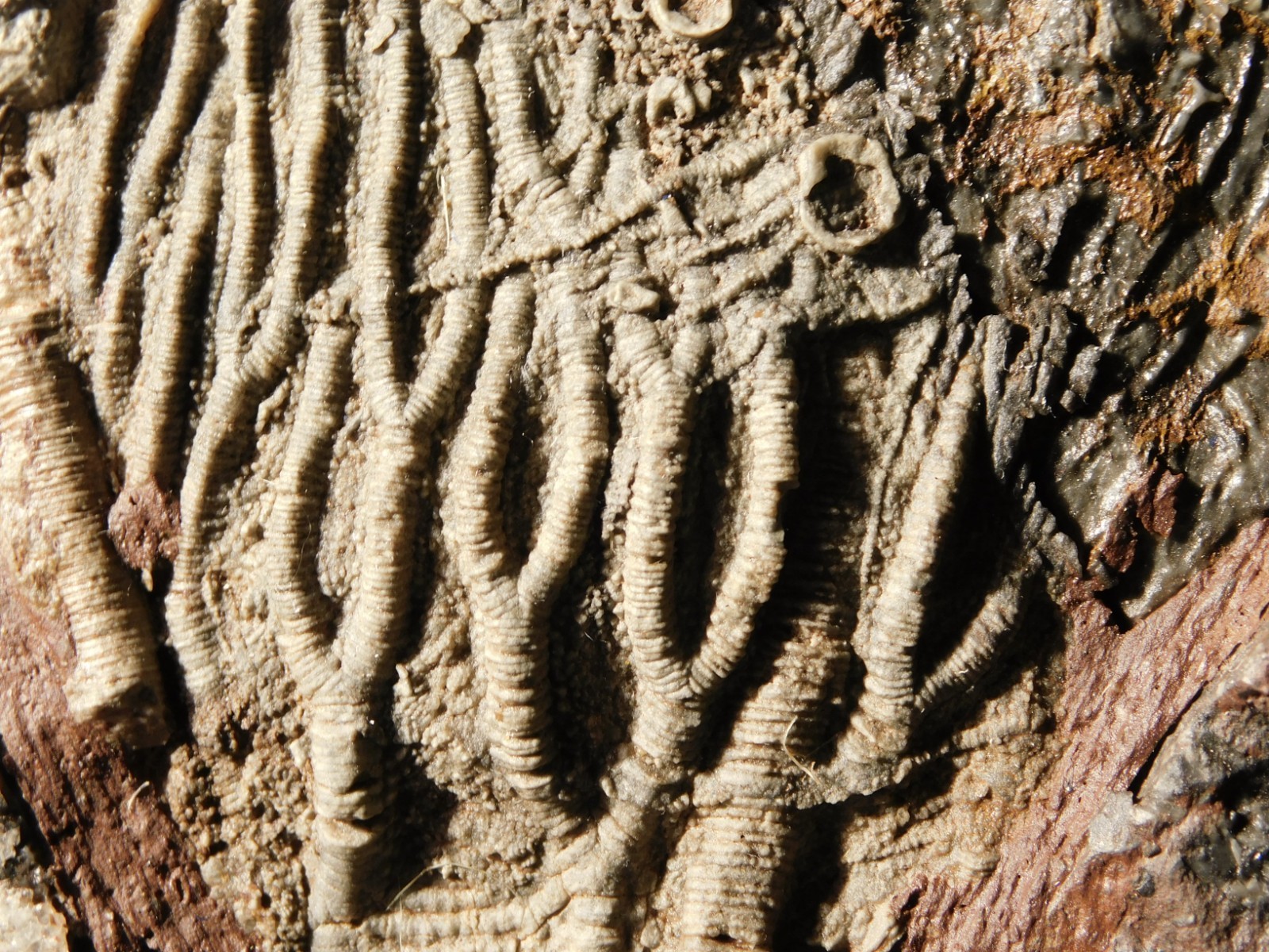 430 Million Year Old! CRINOID Fossil or Sea LILY Fossil Morocco 505gr