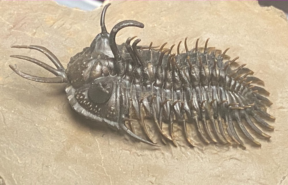walliserops hammii & phacops