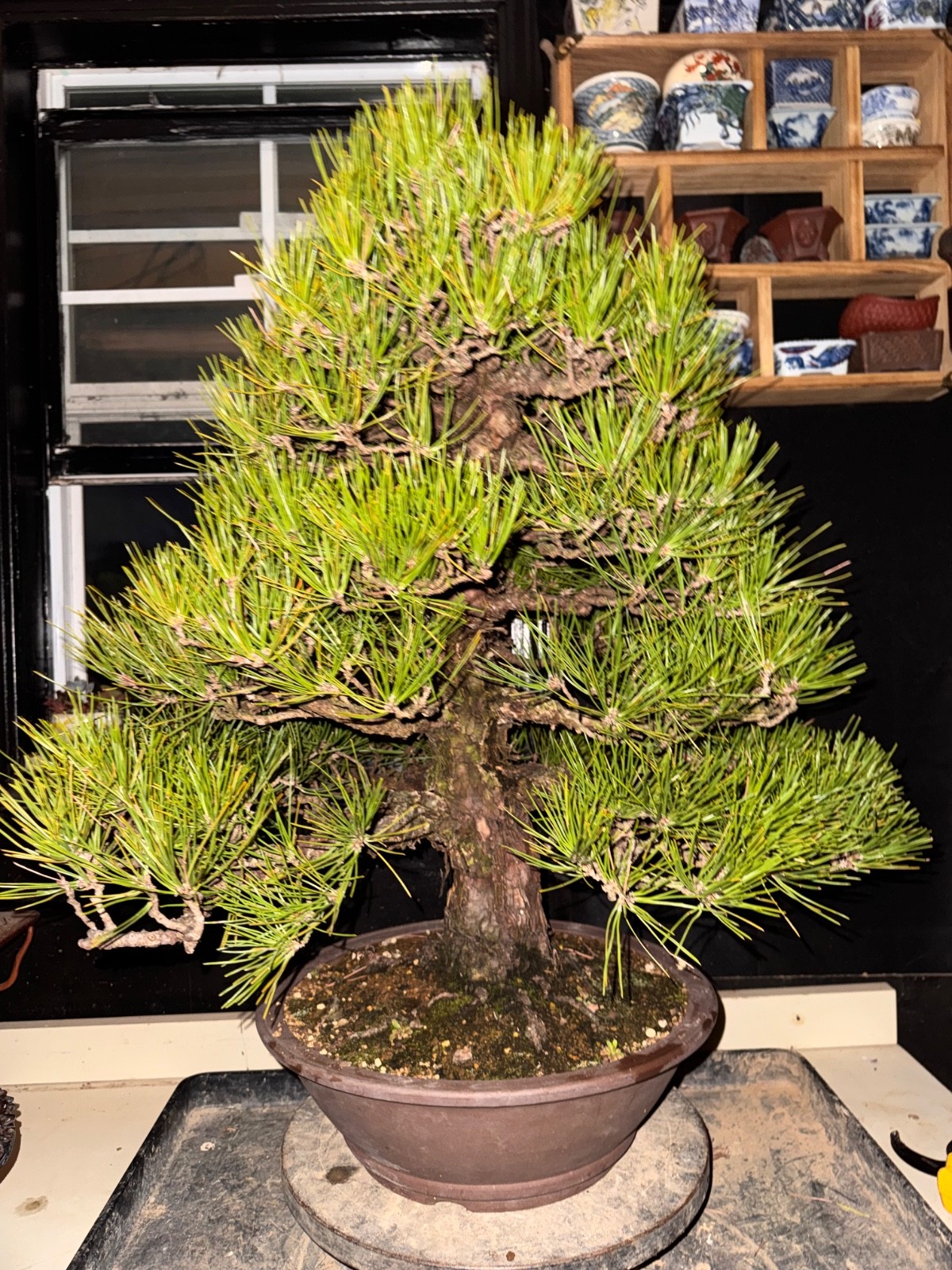 Japanese Black Pine, Bonsai Tree. Outdoor Evergreen.