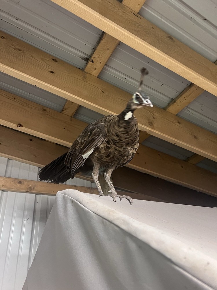 🦚 5 Peacock Peafowl Hatching Eggs 🦚 READ DESCRIPTION