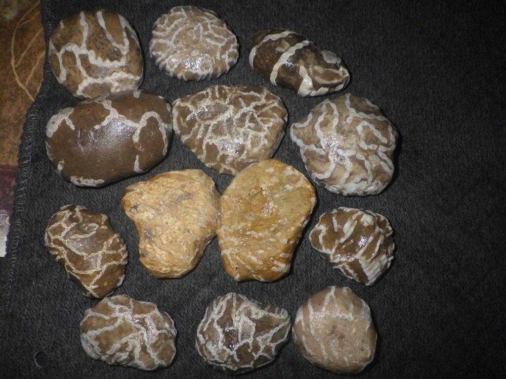 Chain Coral Halysites