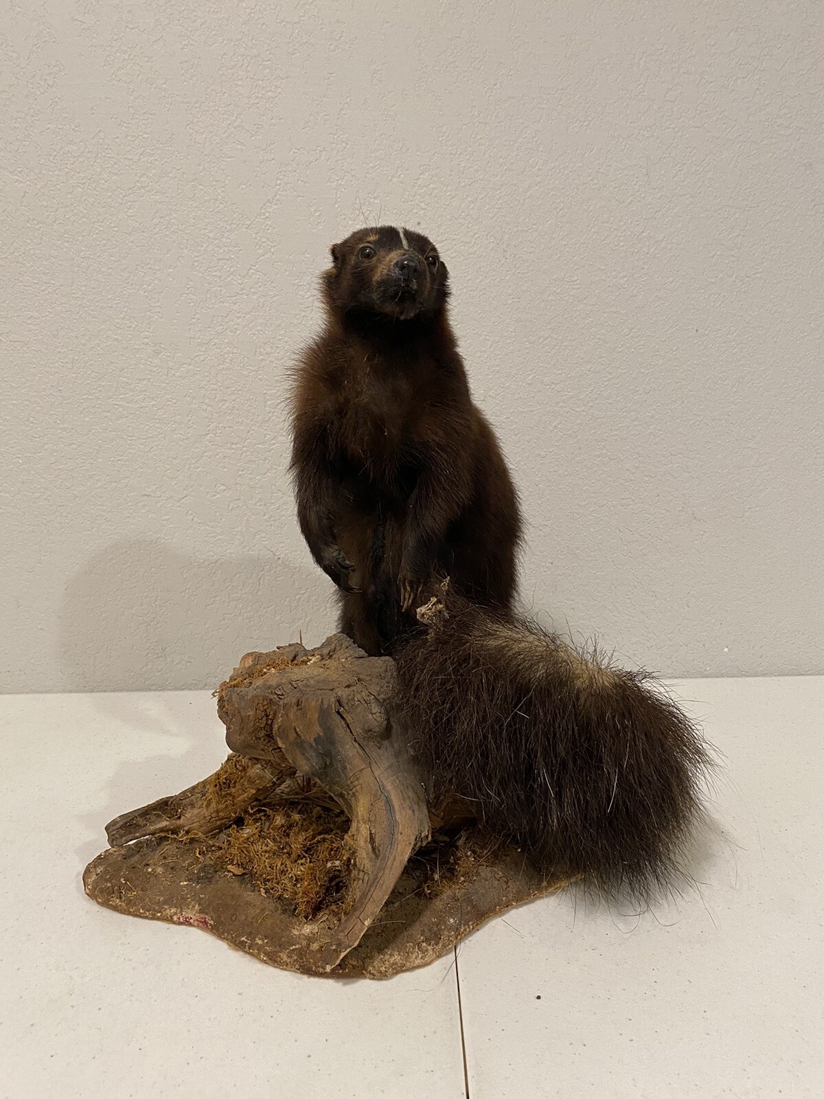 Rare Adult Brown Striped Skunk Taxidermy Mounted 16” Tall Vintage Oddity NICE