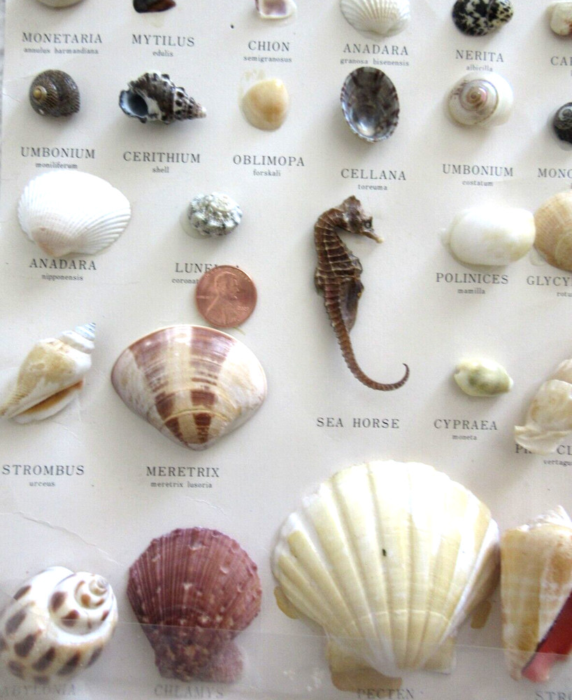 VINTAGE MARSCO SHELL COLLECTION ~ JAPAN