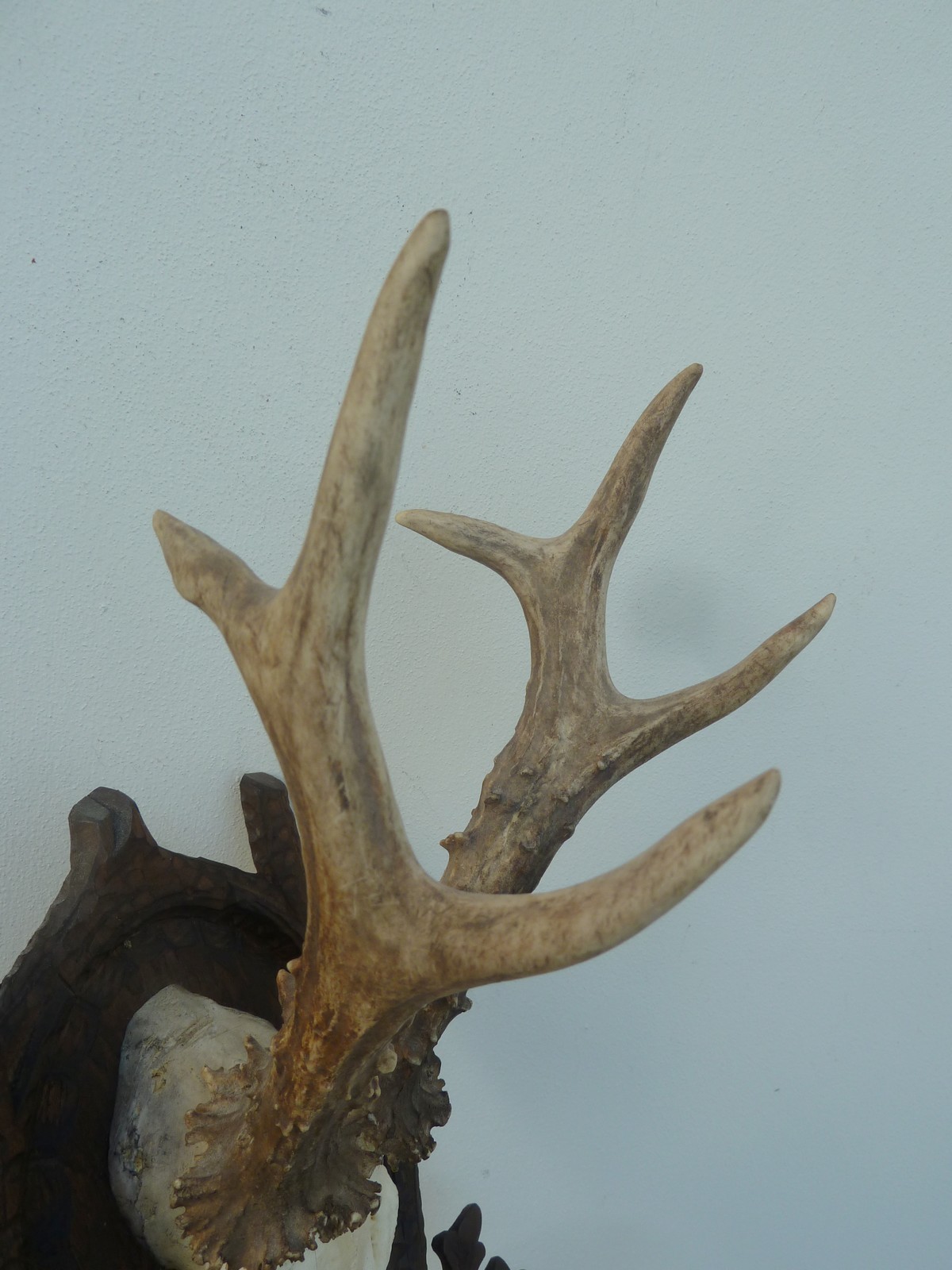 17" HUGE HEAVY ** 1990** DATED SUPERB BLACK FOREST CARVED ROE DEER ANTLERS MOUNT