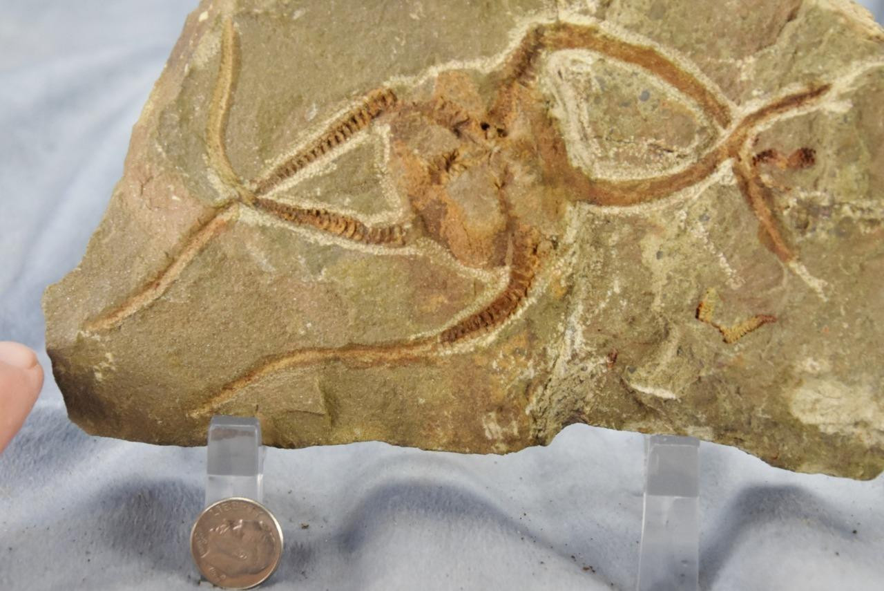 Brittle Star Starfish 450myo FOSSIL 274mm GEOCOMA CORINATA 6.5" 165mm 5019cc