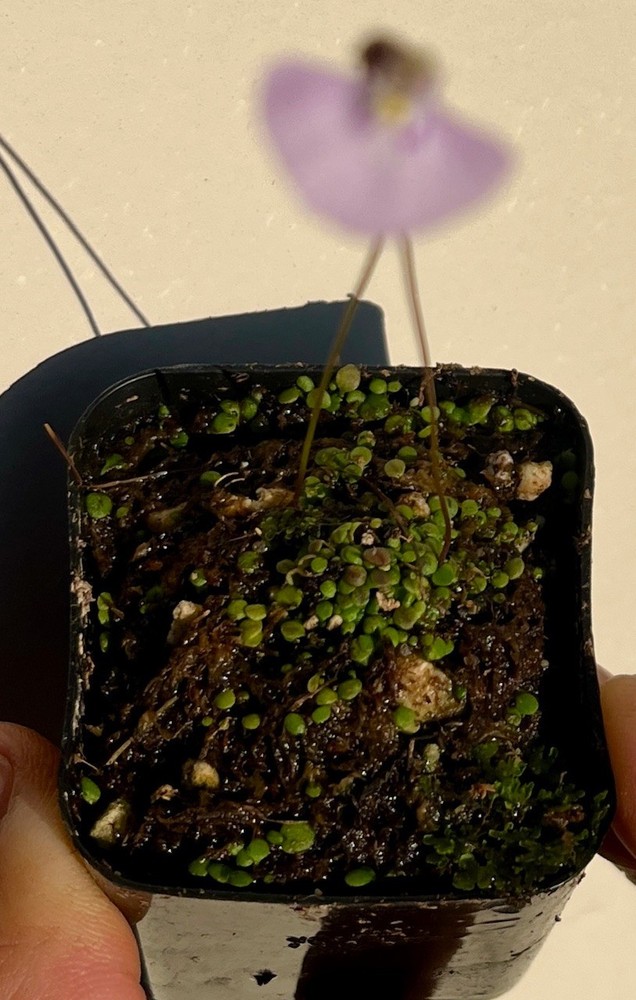 Utricularia uniflora BCP 1" plug
