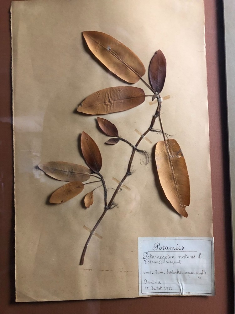 1932 Pressed Botanical Specimen Floating pondweed