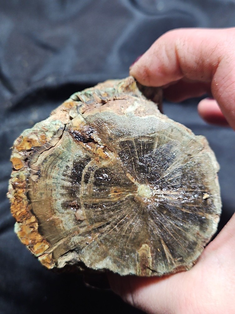 Zimbabwe Petrified Log Specimen (3 Lbs 4 Oz )