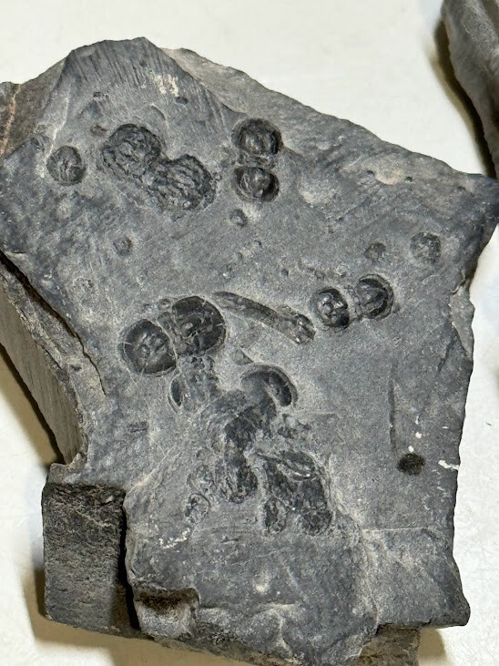 PERONOPSIS FOSSIL FIVE MULTIPLE TRILOBITE PLATES #6