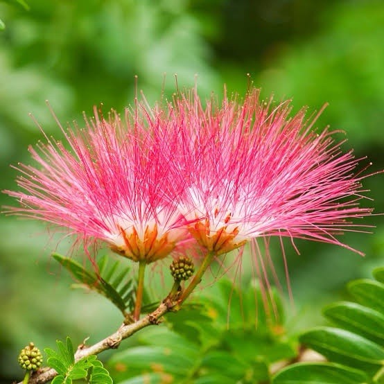 Mimosa Tree 1ft Tall Now