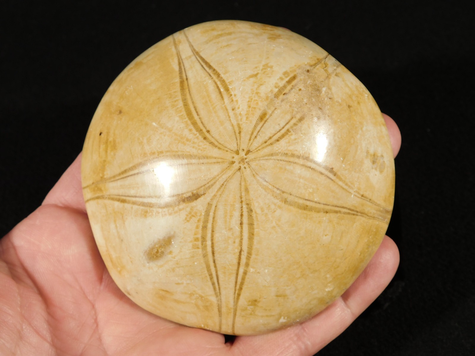 Big! Polished 150 Million Year Old! AAA SAND DOLLAR Fossil Madagascar 259gr
