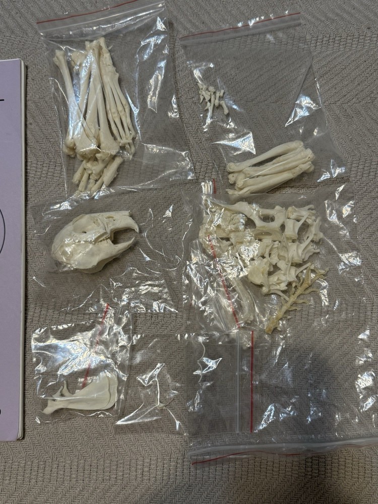 Small Mammal For Bone Articulation And Book. Oddities. Bone Building.