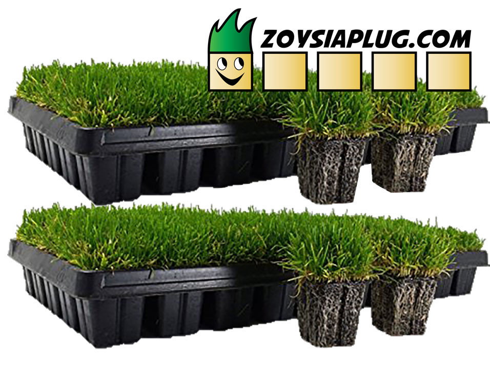 Zoysia Grass Plugs TWO TRAYS = 100 Plugs FREE SHIPPING Order Zoysia Lawn Now