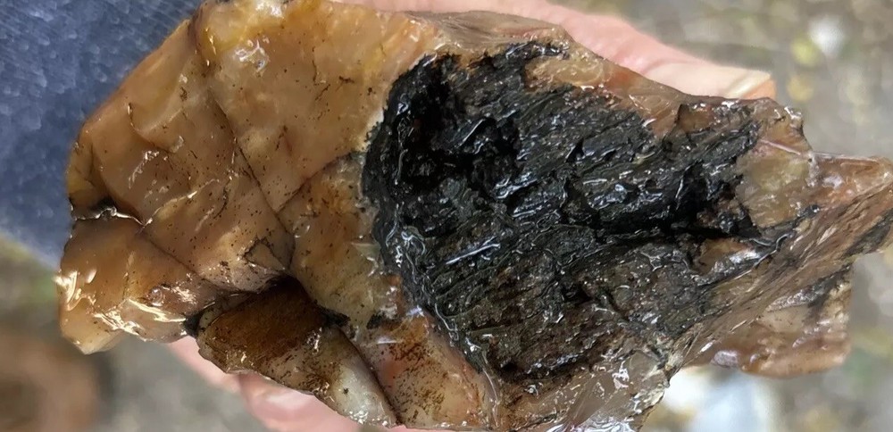 Silver Creek Junction Petrified Wood