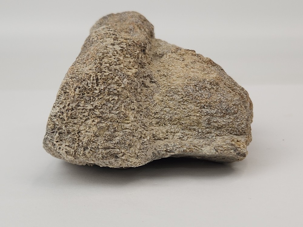 Titanothere Toe Bone - White River Group - Chadron Fm. - NE