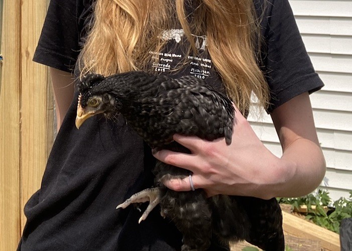 6 Green queen cross hatching eggs