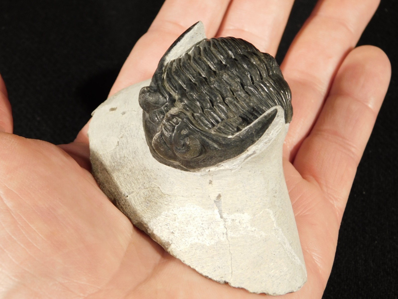 Enrolled! Hollardops TRILOBITE Fossil Nice and 100% Natural Morocco 208gr