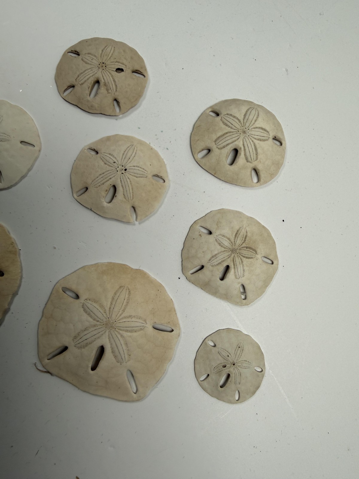 Sand Dollar Shells Lot Of 10 Natural White Beige Beach Decor Small
