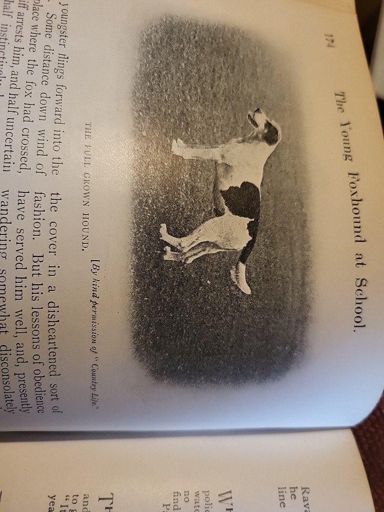 1912 Article Fox Hound Dog