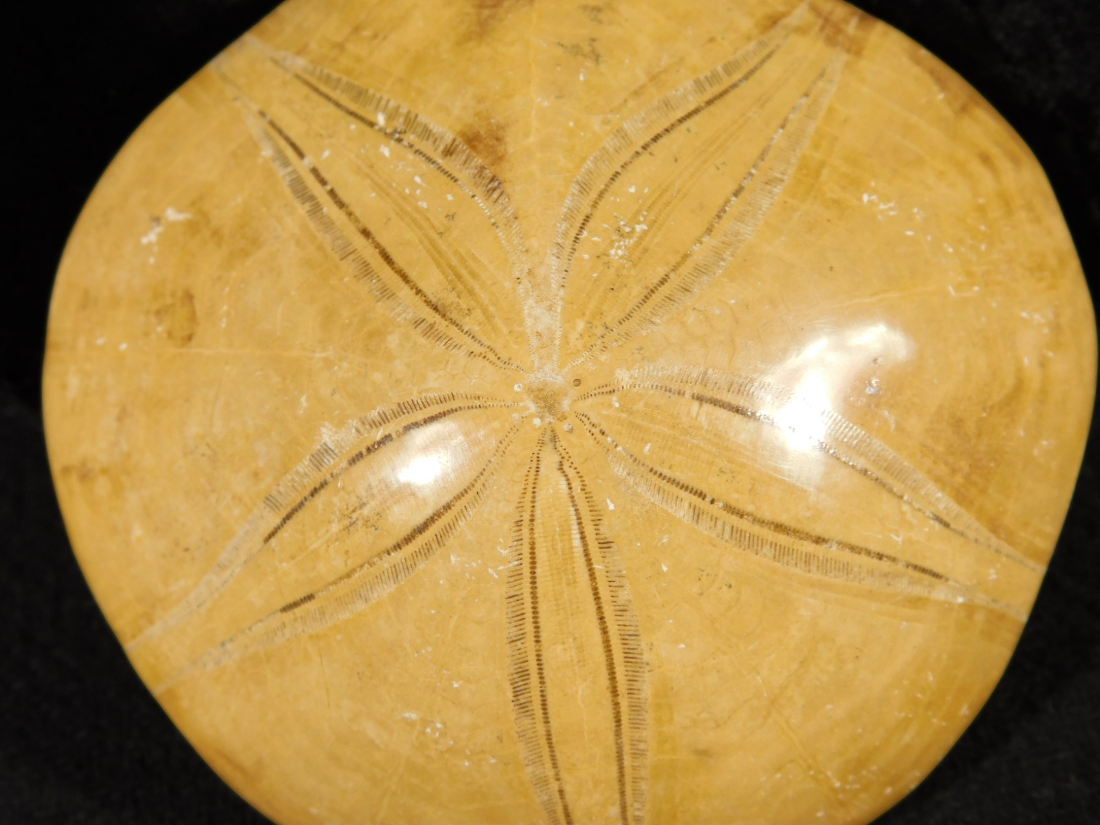 Big! Polished 150 Million Year Old! SAND DOLLAR Fossil Madagascar 197gr