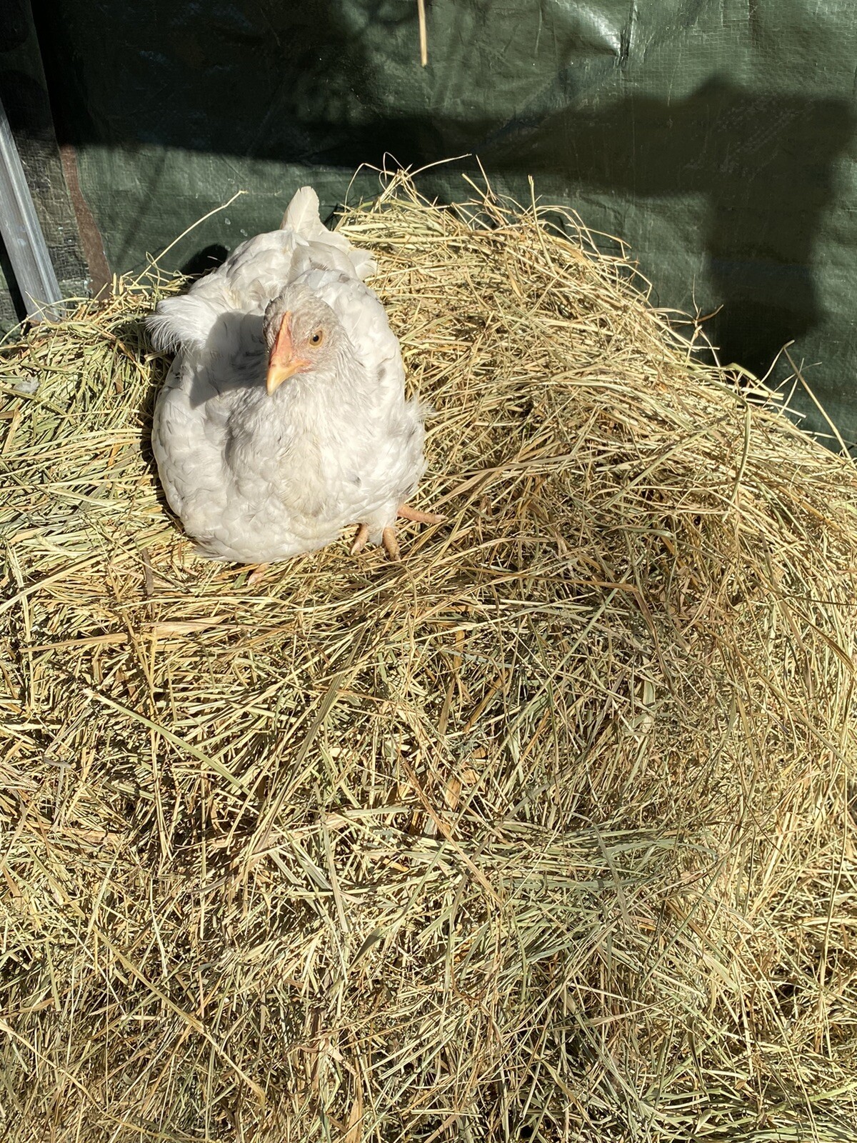 12+ Rare Breed Chicken Hatching Eggs Orpington, Wyandotte, Sweddish Flower