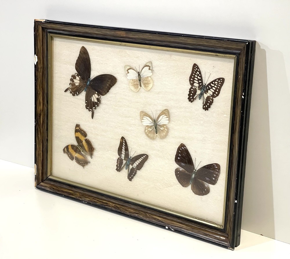 Vintage Butterfly Specimens Framed