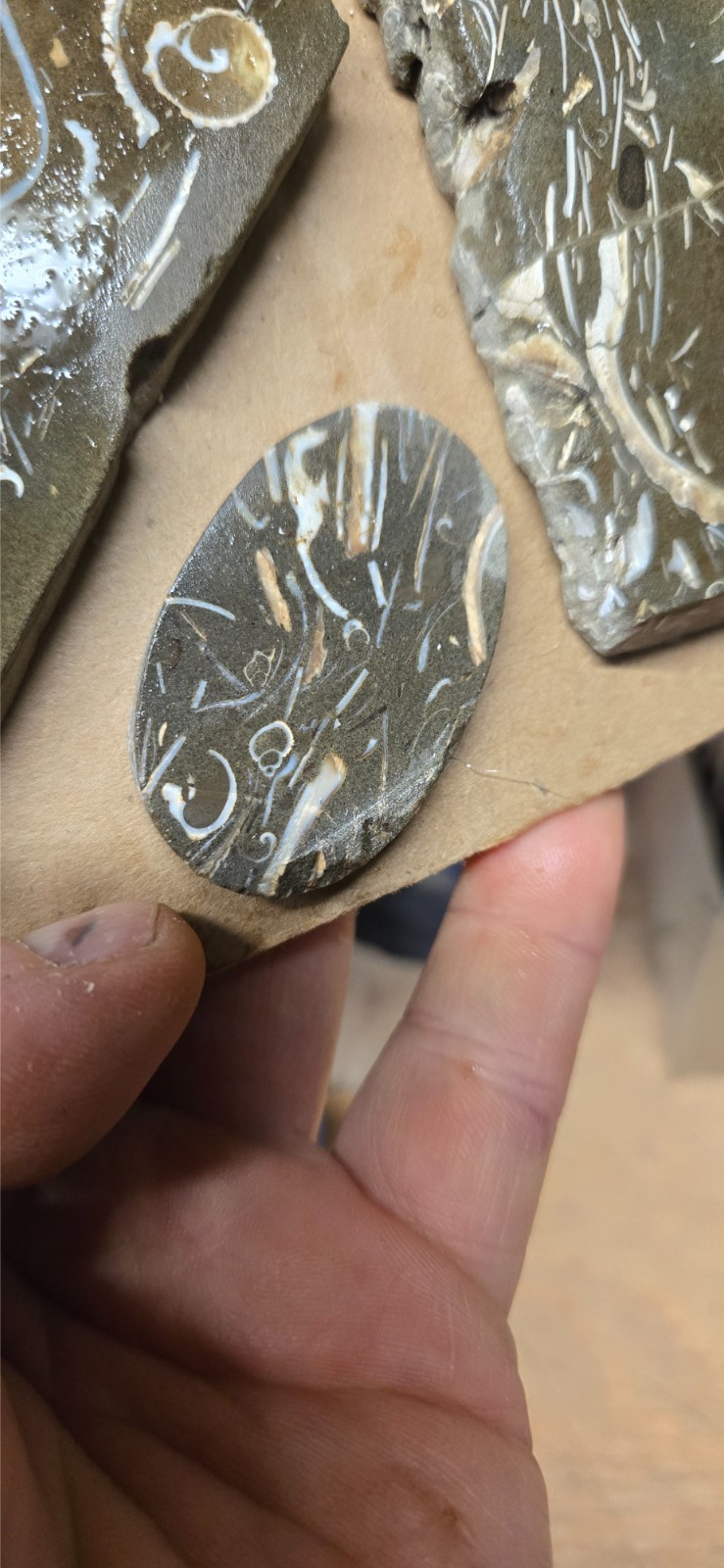 Purisma Formation Fossil Limestone, Cabochon Slabs Preforms 13 Pcs, Flat 135