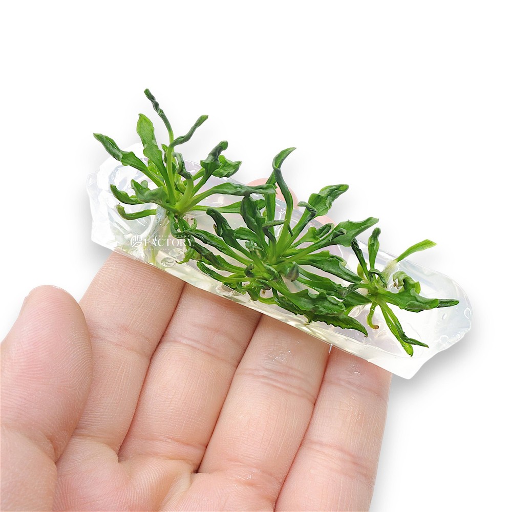 Anubias Supernova Vitro Culture