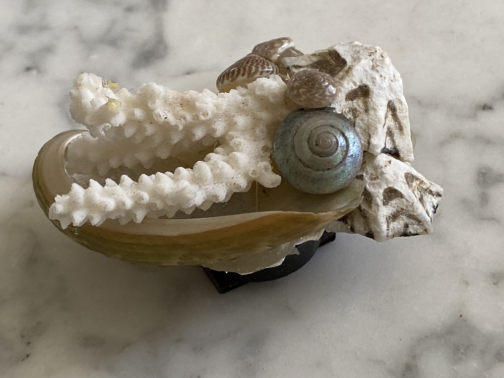 Florida Beach magnet coral shells seashell Sea Shell