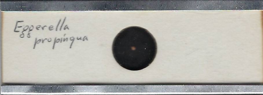 Foraminifera Eggerella propinqua Microfossil Microscope Slide