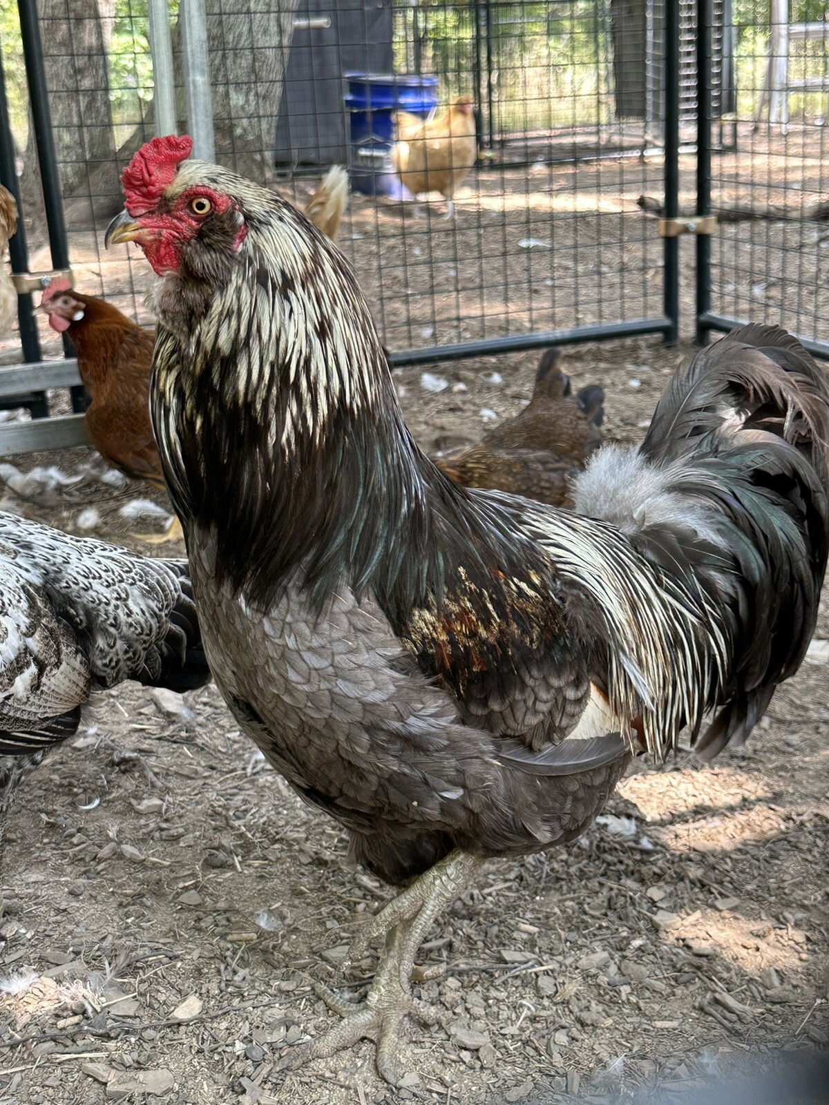 20+ Rare Breed Chicken Hatching Eggs Orpington, Wyandotte, Brahma, Faverolles