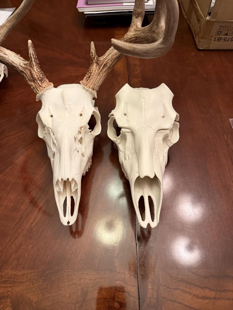 Skull Master Antler Mounting Kit in Classic White - Universal Fit & Easy Setup