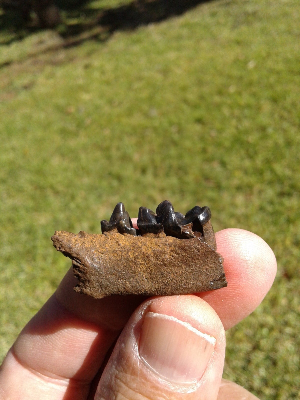 Bargain 3 Jaws Raccoon And River Otter Florida Ice Age Fossil Mammal Teeth