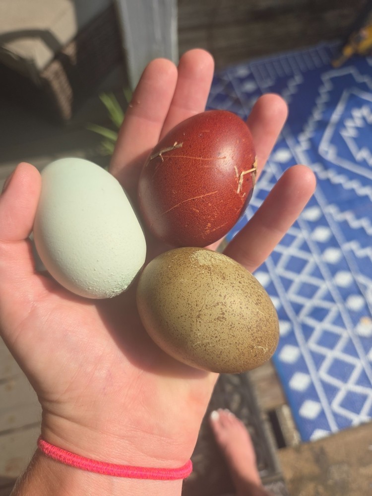 NPIP 12+ Fertile Chicken Hatching Eggs Black Copper Marans easter Olive egger