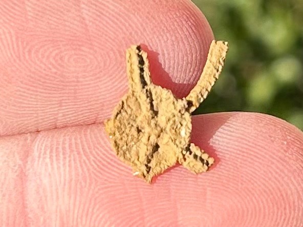 Fossil Starfish Ophiura graysonensis Brittle Star Texas Cretaceous Pawpaw Fm